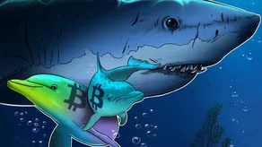 Cá mập Bitcoin tích lũy với tốc độ nhanh nhất trong 13 năm, khi giá BTC giảm 30%